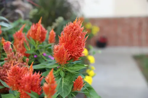 The Heritage at Northern Hills flowerbeds in our courtyard